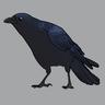L Crow