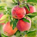 Between Dreams and Waking